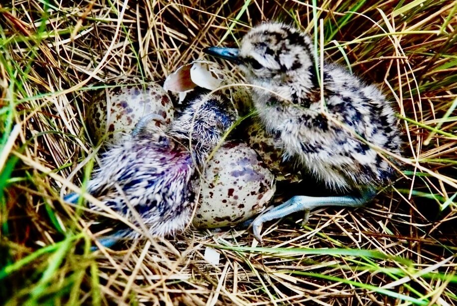 Willet hatchlings by Deirde Robinson,  Saltmarsh Sparrow Research Initiative; permission required for use.